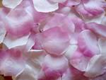 # 1000 Rosenblätter Mix Rosa Weiss #14, 22